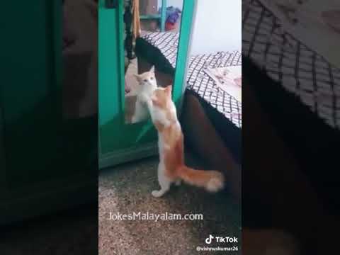 Cats playing movie dialogue