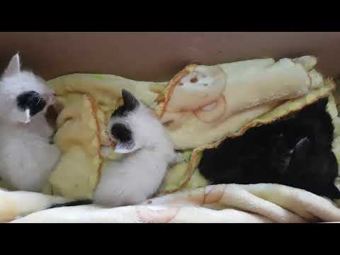 bebes gatitos abandonados muy muy chiquititos 😢fabiola rescata