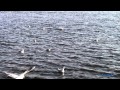 Lemongrass ~ `` Ocean Kisses ``