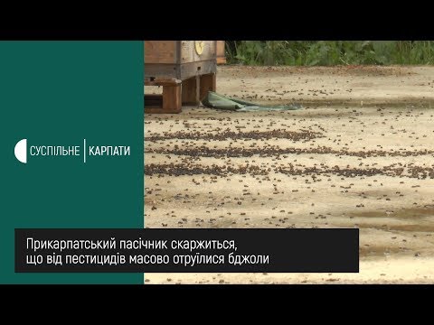 Прикарпатський пасічник скаржиться, що від пестицидів масово отруїлися бджоли