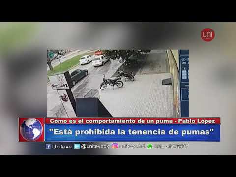 Afirman que el puma pudo haberse escapado de una vivienda