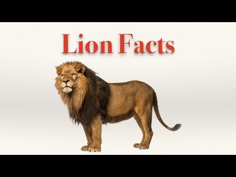 How Long Do Lions Live? - How To Discuss How Long Do Lions Live? - How To Discuss