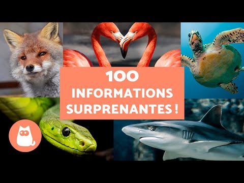 , title : '100 CURIOSITÉS sur les ANIMAUX SAUVAGES 🦊🐸INCROYABLES !'