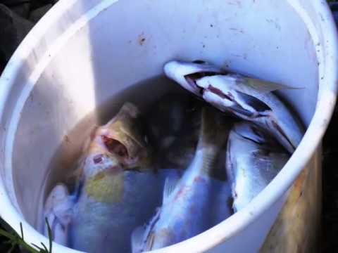 Ribe,ribe ..........