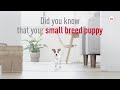 Royal Canin Mini Puppy 2kg