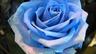 baby rasta y gringo  linda estrella