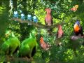 Birds Singing The Titiffers