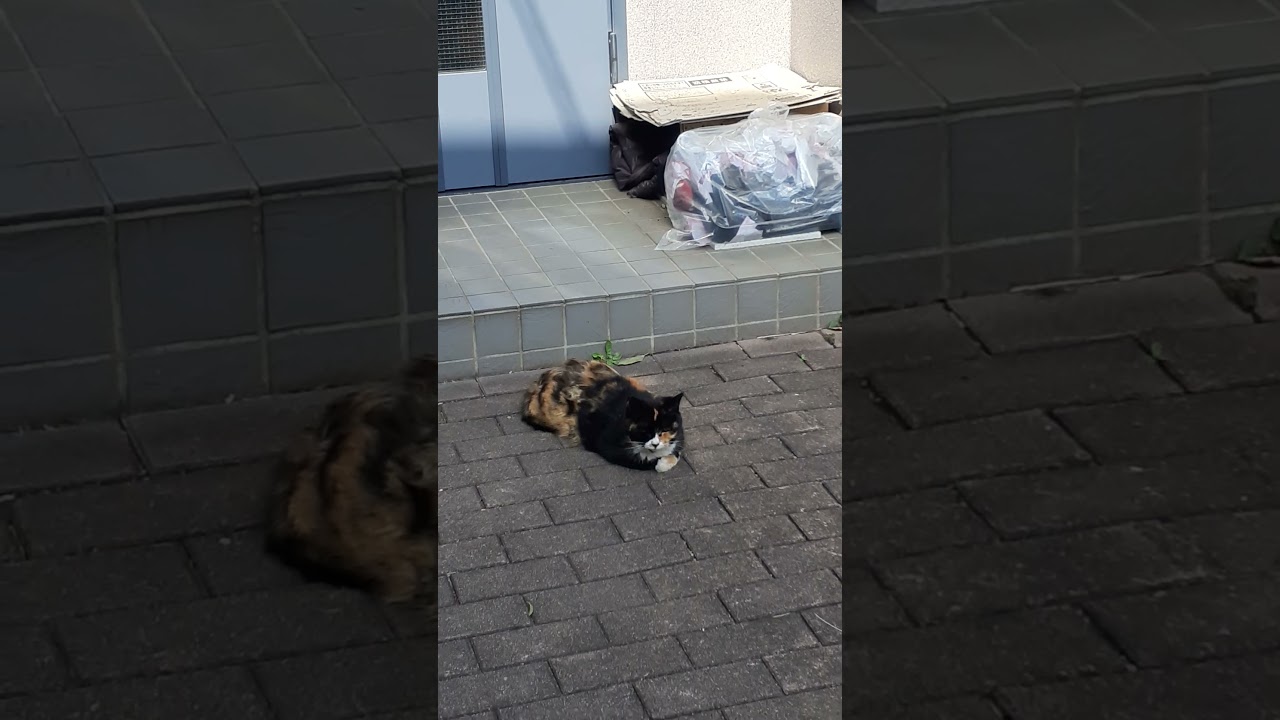 ダミ声で何か言ってる三毛猫さん。 #cat #cute #三毛猫 #ネコ