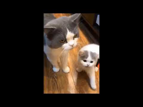 Soo Cute Cat And Kittens Compilation