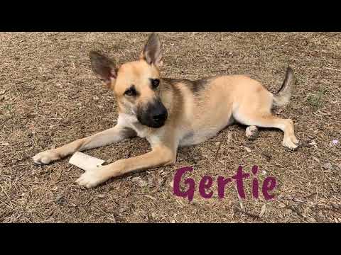 Gertie, an adopted German Shepherd Dog Mix in San Antonio, TX_image-1