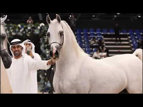 AJ KAFU, Breeding Opportunity - KIAHF Auction 2024