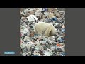 Verdwaalde ijsbeer van Russische vuilnisbelt naar dierentuin gebracht - RTL NIEUWS