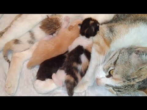 Newborn Kittens Kneading And Drinking Milk When They Were 4 Days Old