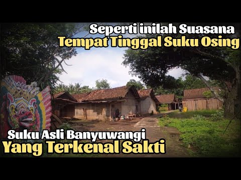Inilah Awal Mula Kenapa Banyuwangi di sebut Kota S4ntet, Mengunjungi Desa adat Osing kemiren yg Asri