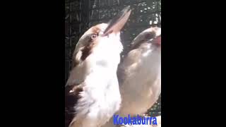 Download lagu Kicau Burung Kookaburra#shorts mp3 Download lagu Kicau Burung Kookaburra#shorts mp3