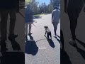 Play Video: Calm Dog Walks: Leash Training
