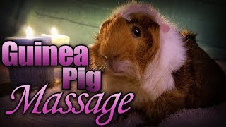 Guinea Pig Massage - Pregnant Mama