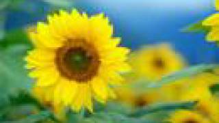 With a Smile by South Border