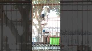 Download lagu masteran jalak putih cocok buat yang males bunyi full isian mp3 Download lagu masteran jalak putih cocok buat yang males bunyi full isian mp3