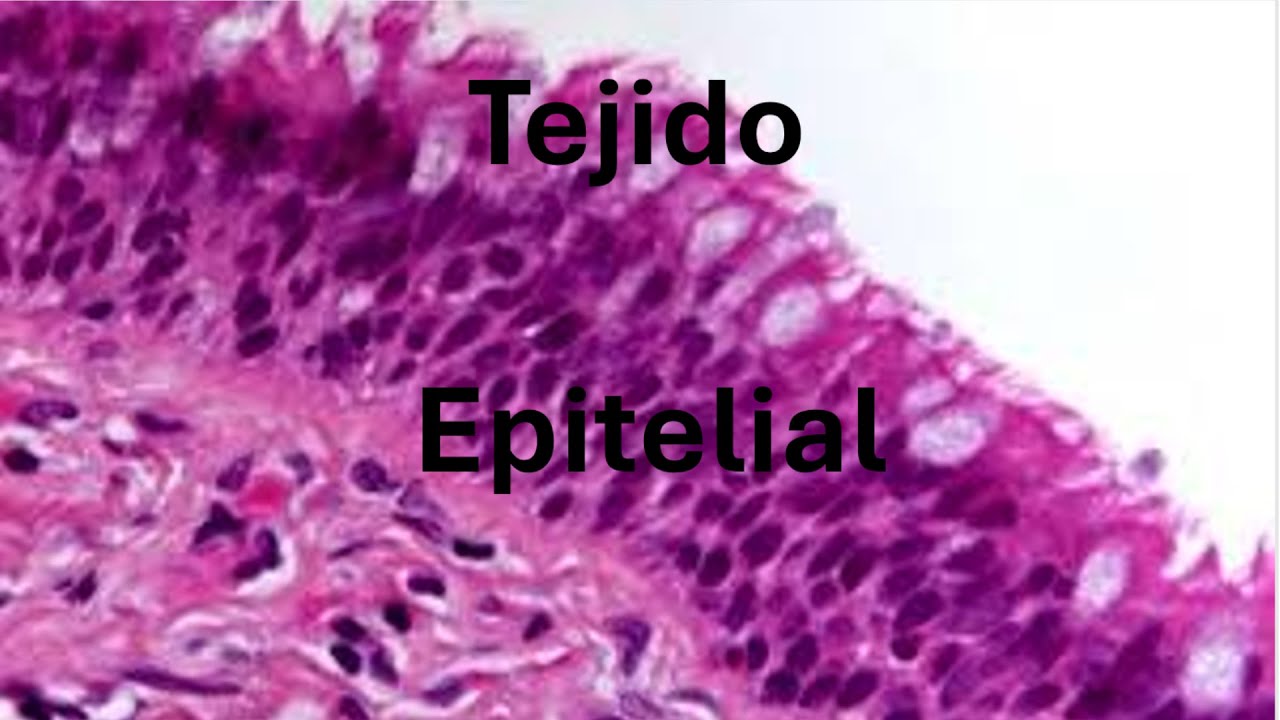 Tejido epitelial parte 2
