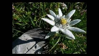 Francesco De Gregori   -  Stelutis Alpinis