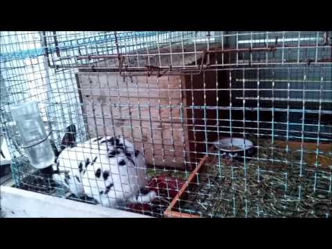 Samuel the rabbit-growling of excitement