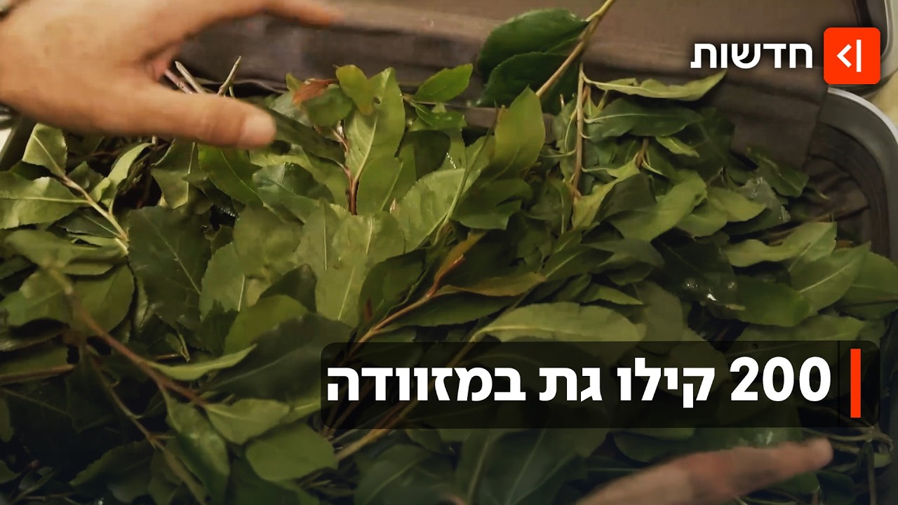 ארזת לבד? ישראלי נעצר בשדה התעופה ברומא לאחר שניסה להבריח גת לאירופה