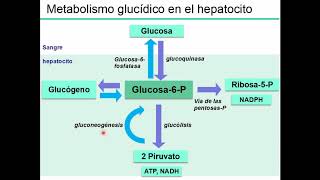 Regulación de la glicemia - Digestivo, Renal y Endócrino