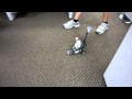 The HelloBot