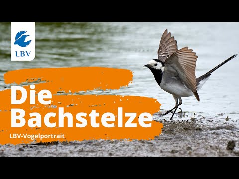 Die Bachstelze (Motacilla alba) - Steckbrief mit Gesang. Vogelarten kennen lernen mit den Experten!