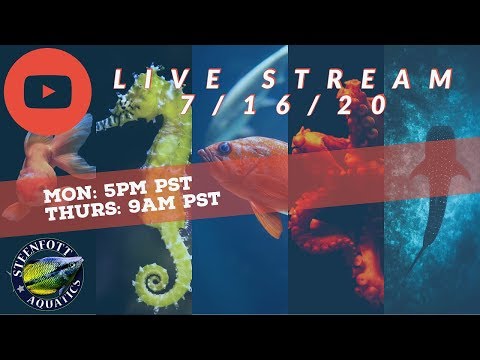 Aquariums - Tropical Fish - Steenfott Aquatics Live Stream 7/16/20