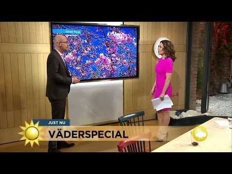 Väderspecial - se tittarnas vårblommor - Nyhetsmorgon (TV4)