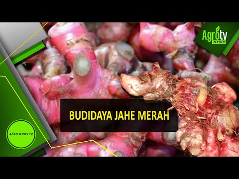 Daftar produk untuk potensi laki-laki Cair patogen perempuan