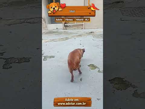 Vídeo de Mel