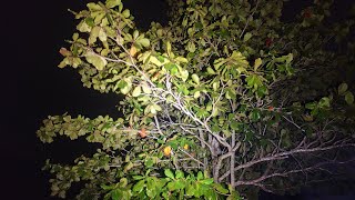 Download lagu Live ❗MISTERI PENUNGGU POHON KETAPANG mp3