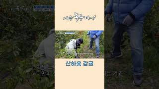 [나는농부다 234회] 산하홍 감귤이란?