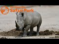 I Went On A Wildlife Safari San Diego Zoo Safari Park