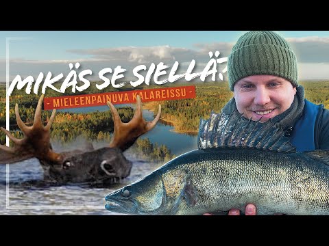 HIRVI UI KOHTI & ISOJA KALOJA – Mieleenpainuva kalareissu!