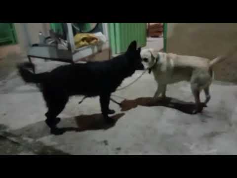 Dogs Fighting Video 🐕‍🦺👍 | Subscribe My YouTube Channel ❤️