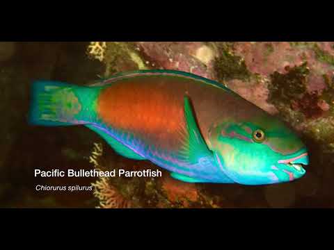 8 Parrotfish B - scuba diving video