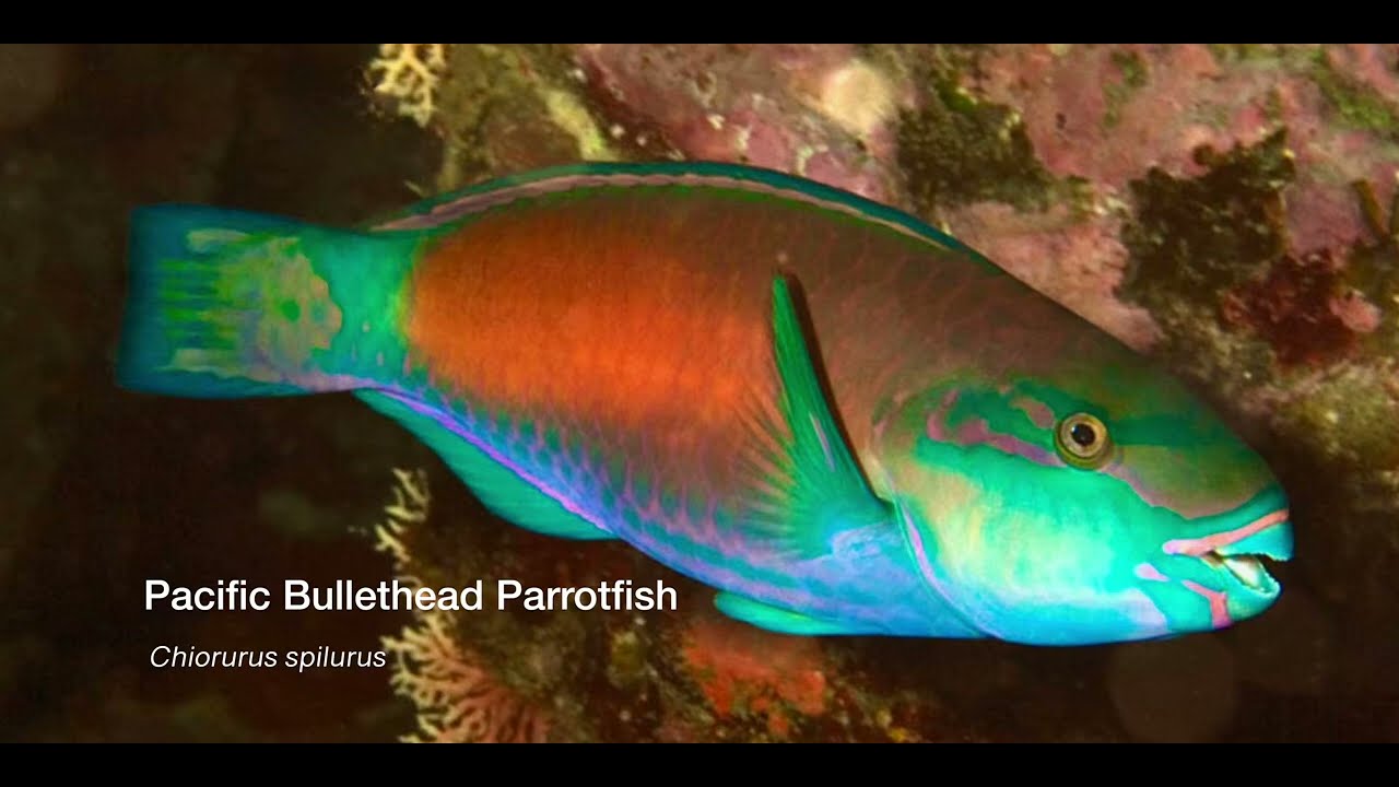 8 Parrotfish B