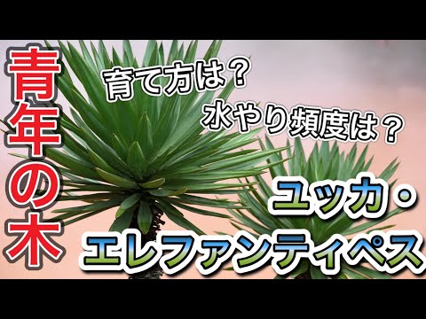 屋外のユッカを適切に維持して現代の景観を向上させるにはどうすればよいでしょうか?  庭園