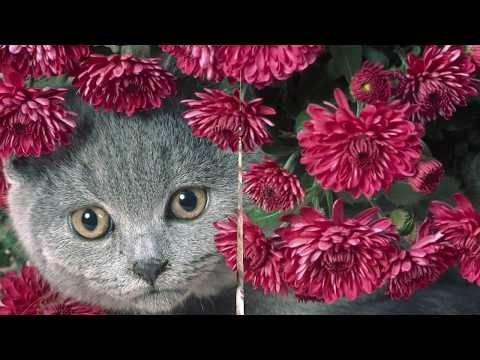 THE  CATS  AND  THE  FLOWERS  !