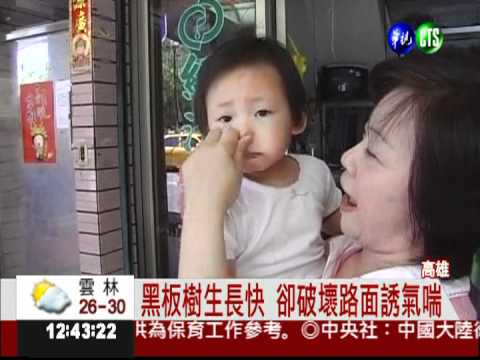 黑板樹花粉飄 誘發氣喘好惱人