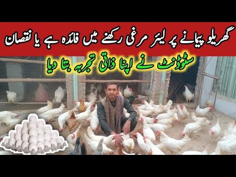 White layer Poultry farming business in Pakistan //Layer murgi Small Setup //Murgi palan//BhAi Ali