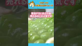 上海の春の味「青団」の新作が斬新すぎると話題に!