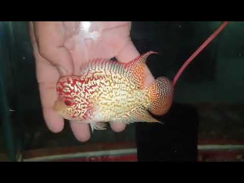 No.8 FD male for sale each or take all 10 items