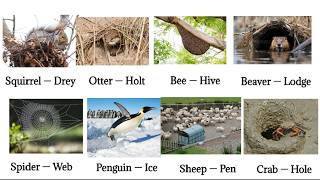 Animals and Their Homes 🐾 | Animal where they live | Learn English Vocabulary