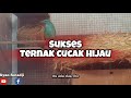 SUCCESSFUL IJO CUCAK BREEDING It Turns Out This Is How Breeding Works Bro