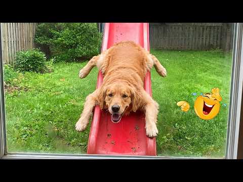 Can’t Handle the Hilarious Moments of These Dogs! 🤣 Funny Animal Videos
